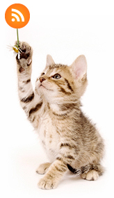 KATTLIV RSS